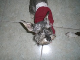 Chikita