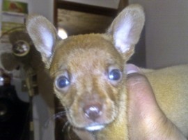 Bambi