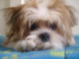 Manchas