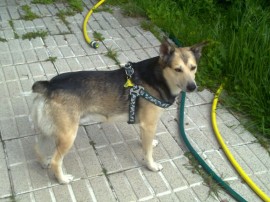 charly