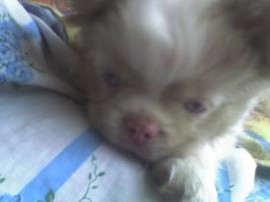 Oliver