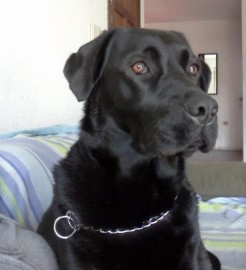 Carmela