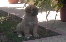 Russell
