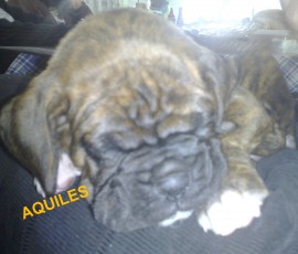 AQUILES