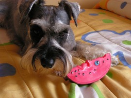 Tomy