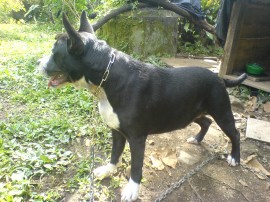 tayson