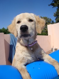 jaima