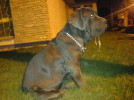 troya
