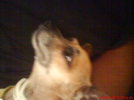 Pinina