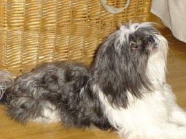 Gómez