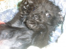 Perla