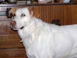 ARWEN