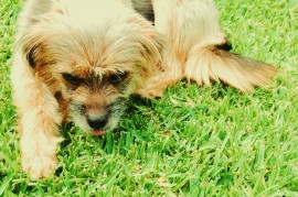 Cutita