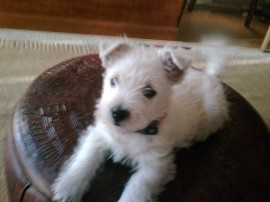 troy
