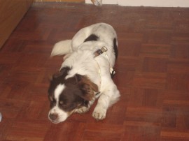 TOBY