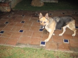 Tazi