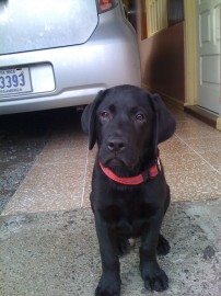 LUCAS