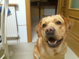 Golfo