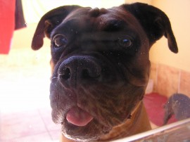 Lola
