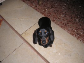Vicky (Vals de Llumo)
