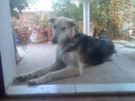 Toby
