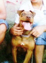 Drako
