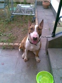 ROKO