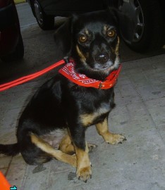 Laika
