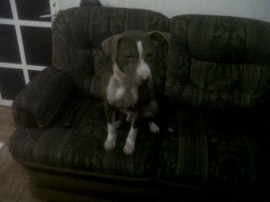 rocky