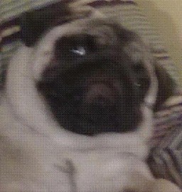 buddi