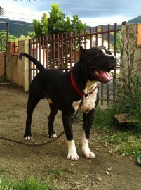 Kimbo