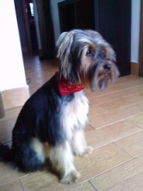 YORKY