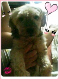 Truffa