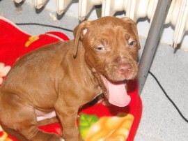 rocco