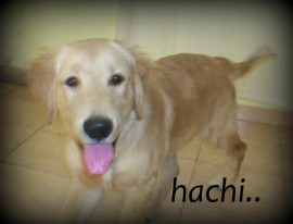 Hachiko