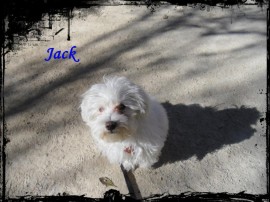 Jack