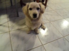Copo