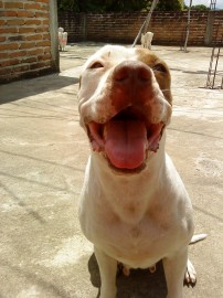 MoLy