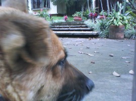 Pookie