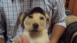 Aquiles