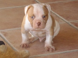 de billy bulldog baby dollar