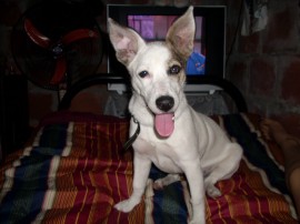 sacha