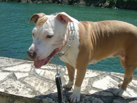 Kimba