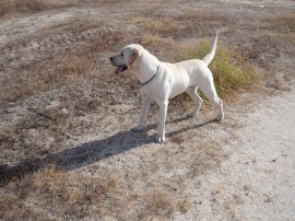 Chico