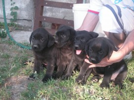 LABRADORES NEGROS
