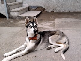 Thor