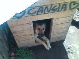 canela