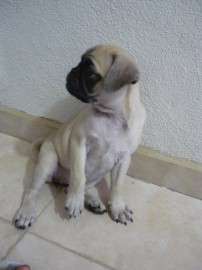 Puggy