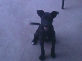 Duke