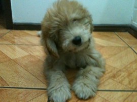 Aslan